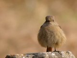 ���祦�ӥ�����2��26��