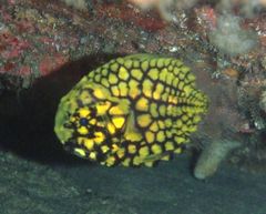 マツカサウオ