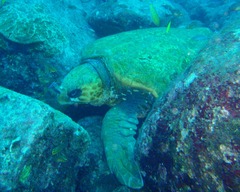 アカウミガメ