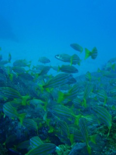 ヨスジ魚礁