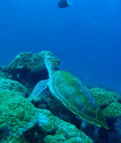 アオウミガメ 屋久島