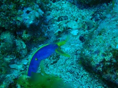 ハナヒゲウツボ