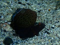 ホタテツノハゼ