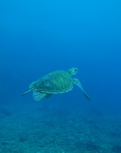 アオウミガメ