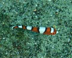 ツユベラ幼魚