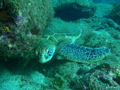 アオウミガメ