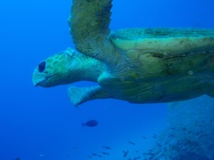 アカウミガメ