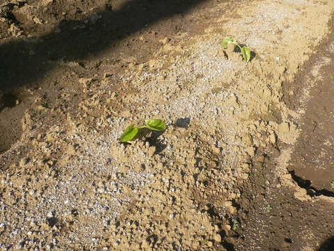 P1030194