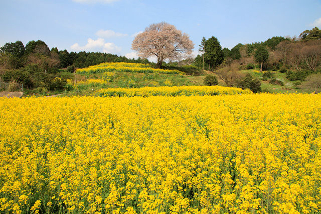 馬場の山桜