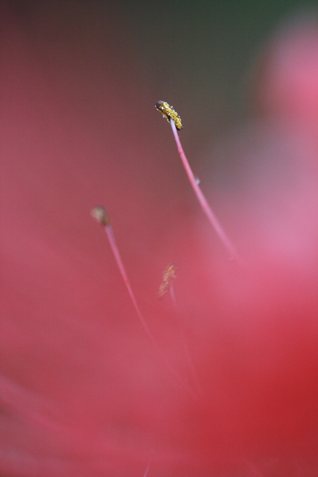 彼岸花
