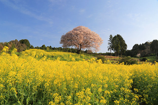馬場の山桜