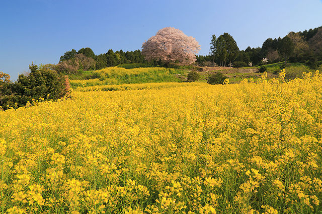 馬場の山桜