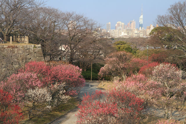 舞鶴公園の梅