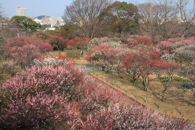 舞鶴公園の梅
