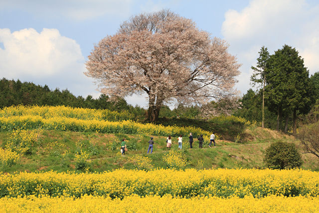 馬場の山桜