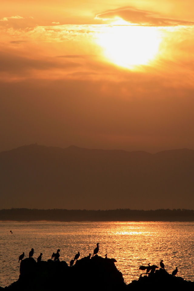 海鵜