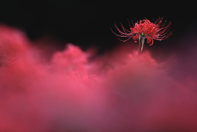 彼岸花