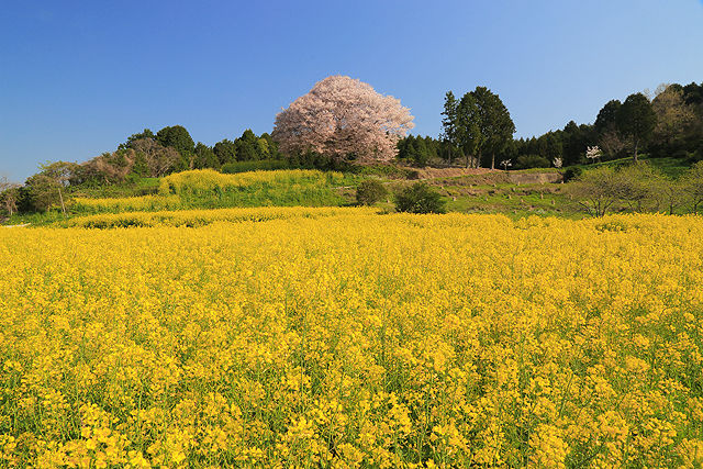 馬場の山桜