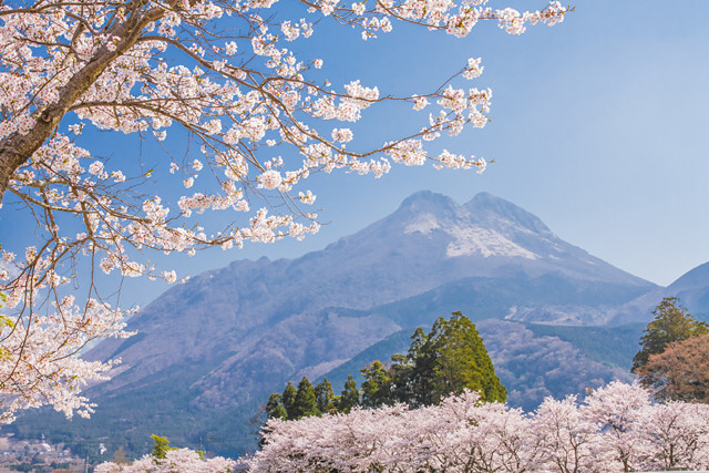 桜