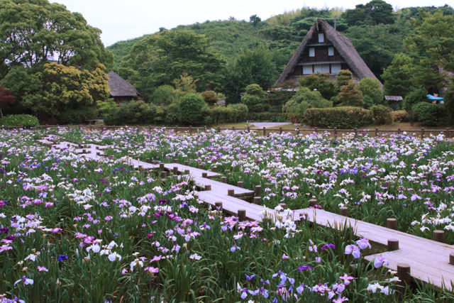 花菖蒲