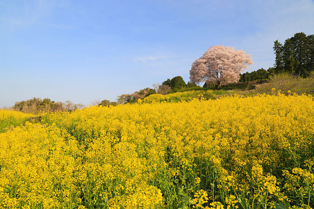 馬場の山桜
