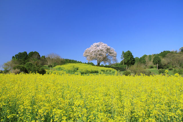 馬場の山桜