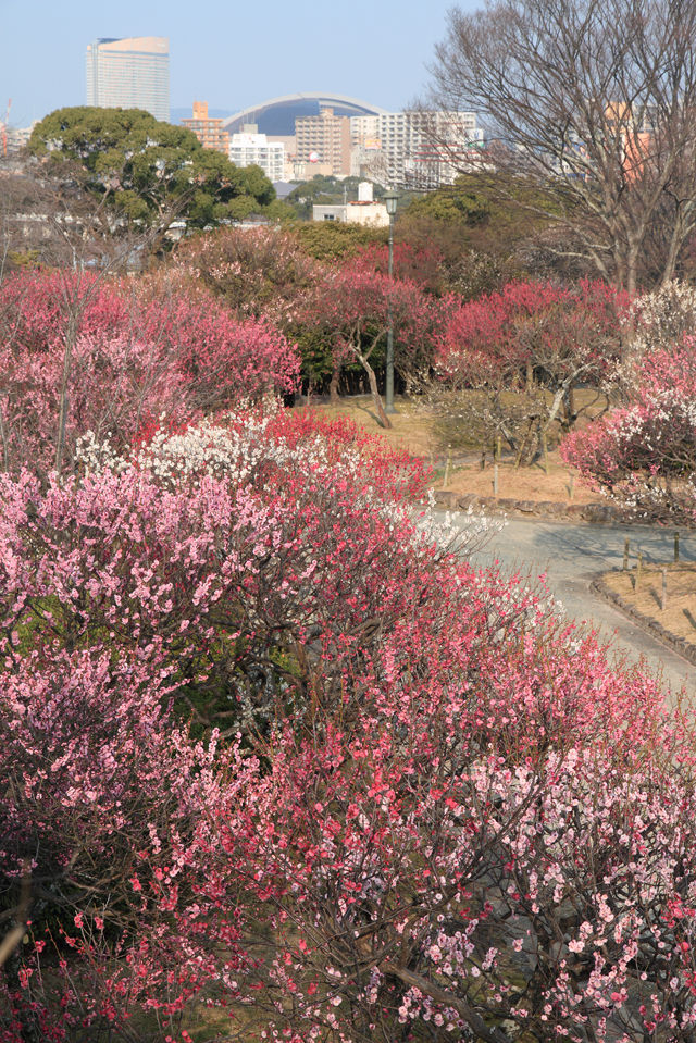舞鶴公園の梅