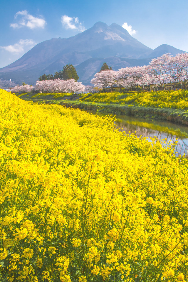 桜