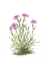 【絵画】ボタニカルアート　「ハマナデシコ」原画 絵画】ボタニカルアート 「ハマナデシコ」原画