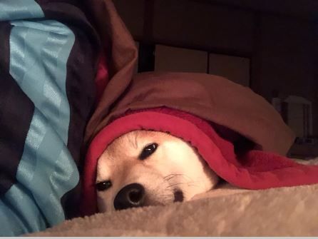 柴犬04
