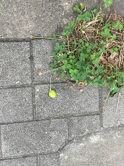 35414403_1626759650779320_1910429117145153536_n