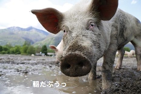 朝だぶう