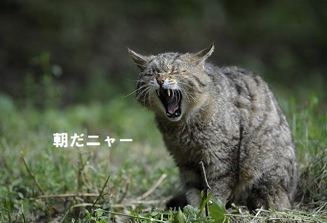 朝だニャー