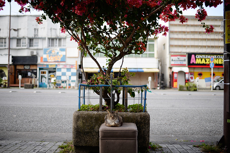 沖縄の猫