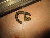 IMG_1520_s