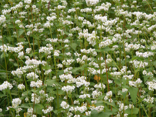 そばの花