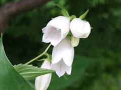 蔵王初夏の野花