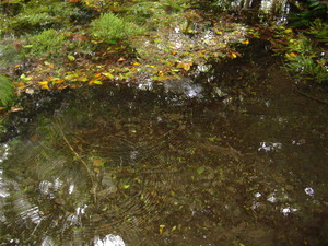 DSCF1065