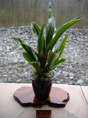 DSCF0737