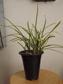 DSCF5056