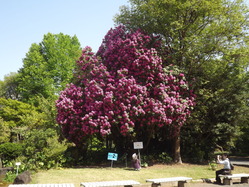 DSCF5264