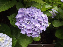 DSCF2035