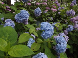 DSCF2059