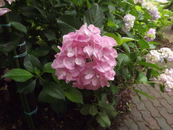 DSCF2053