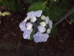 DSCF2041