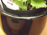 DSCF5263
