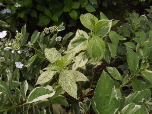 DSCF2065