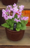 DSCF5246