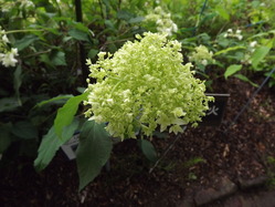 DSCF2046