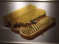 DSCF7746
